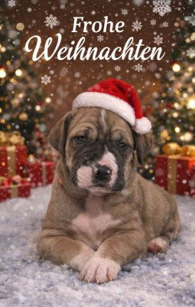 Deutsche Doggen Welpen