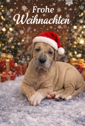 Deutsche Doggen Welpen