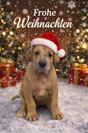 Deutsche Doggen Welpen