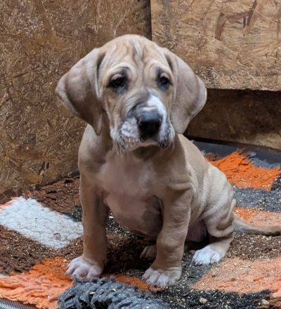 Deutsche Doggen Welpen