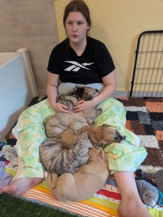 Deutsche Doggen Welpen