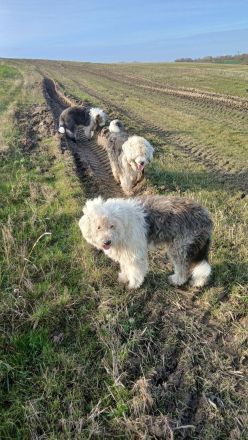 Bobtail Welpen Wurfplanung