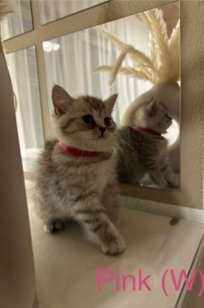 Reinrassige BKH Kitten