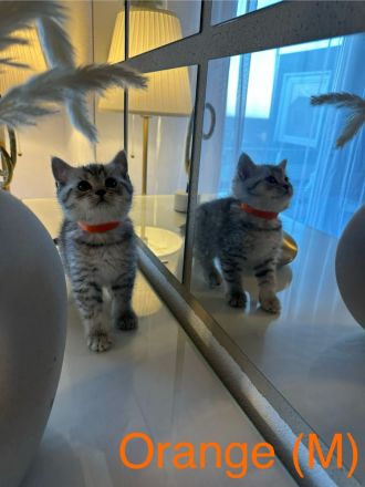 Reinrassige BKH Kitten