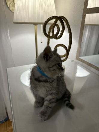 Reinrassige BKH Kitten