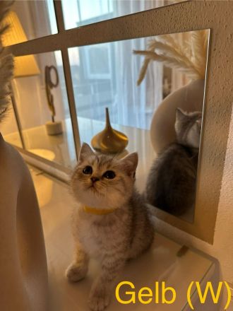 Reinrassige BKH Kitten