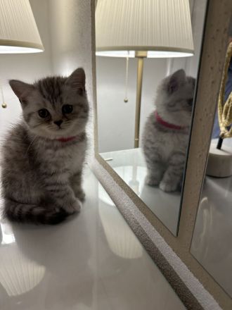 Reinrassige BKH Kitten