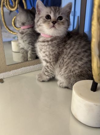 Reinrassige BKH Kitten