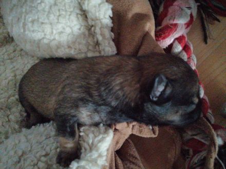 4Tito Welpen Papa havaneser