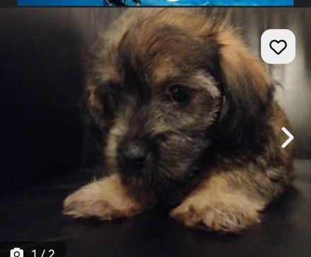 Tito Welpen papa havaneser