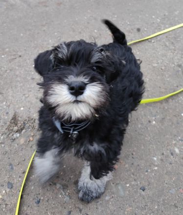 Zwergschnauzerwelpe