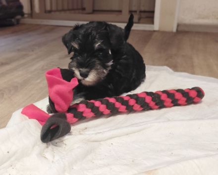 Zwergschnauzerwelpe