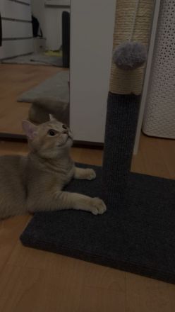 Katze Britischkurzhaar
