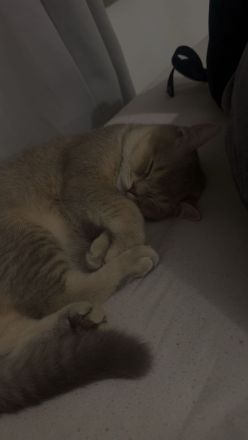 Katze Britischkurzhaar