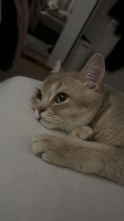 Katze Britischkurzhaar