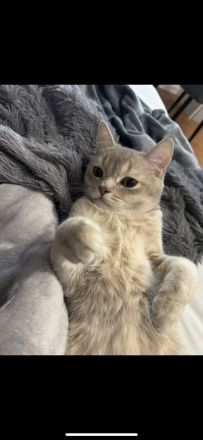 Katze Britischkurzhaar
