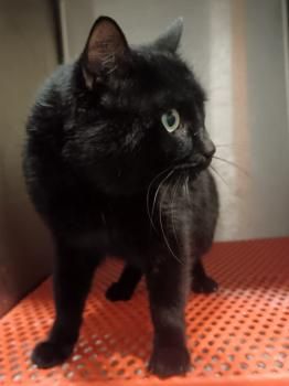 Inigo, Handicat?
