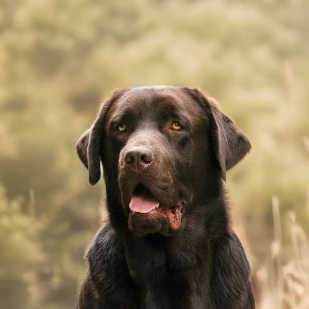Labrador Retriever Deckrüde