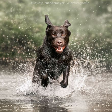 Labrador Retriever Deckrüde
