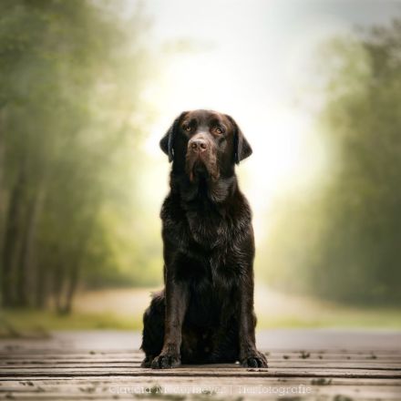 Labrador Retriever Deckrüde