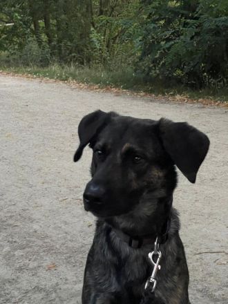 Neues Zuhause für Diego gesucht