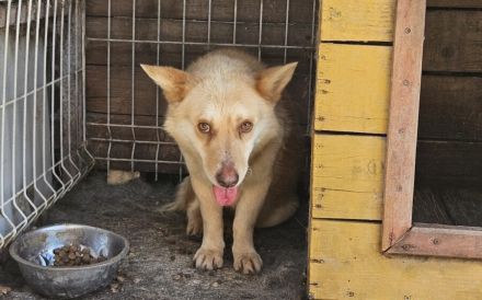 Ruhiges Zuhause für sanftmütigen Bummi