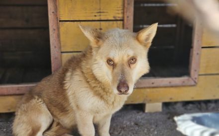 Ruhiges Zuhause für sanftmütigen Bummi