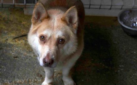 Ruhiges Zuhause für sanftmütigen Bummi