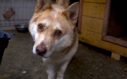 Ruhiges Zuhause für sanftmütigen Bummi