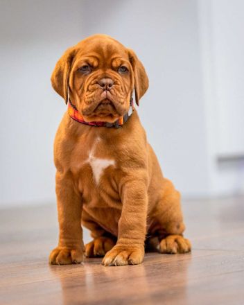 Hündin der Bordeauxdogge verfügbar