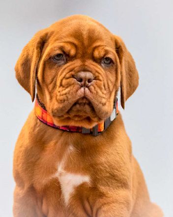 Hündin der Bordeauxdogge verfügbar