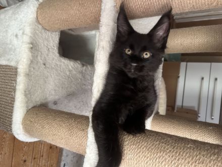 Reinrassige XXL Maine Coon mit Stammbaum stellen Ihr Kitten in Black-Smoke vor.