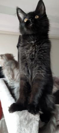 Reinrassige XXXL Maine Coon Kitten in Blue-Solide & Black-Smoke mit Stammbaum.