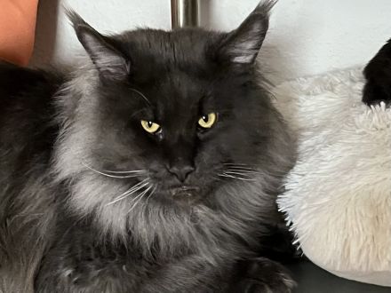 Reinrassige XXL Maine Coon mit Stammbaum stellen Ihr Kitten in Blue-Solide & Black-Smoke vor.