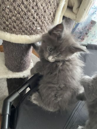 Reinrassige Maine Coon Kitten mit Stammbaum am 15.01.26 geboren, die Eltern-Cat sind XXL groß.