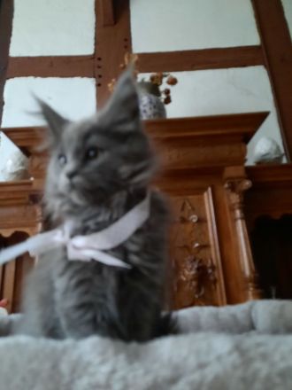 Reinrassige XXL Maine Coon mit Stammbaum stellen Ihr Kitten in Blue-Solide & Black-Smoke vor.