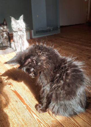 Reinrassige XXL Maine Coon mit Stammbaum stellen Ihr Kitten in Blue-Solide & Black-Smoke vor.