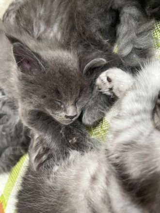 Reinrassige Maine Coon Kitten mit Stammbaum am 15.01.26 geboren, die Eltern-Cat sind XXL groß.