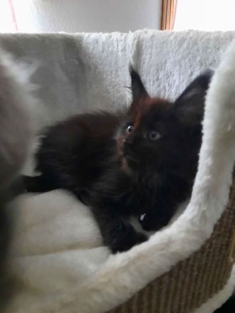 Reinrassige Maine Coon Kitten mit Stammbaum am 15.01.26 geboren, die Eltern-Cat sind XXL groß.