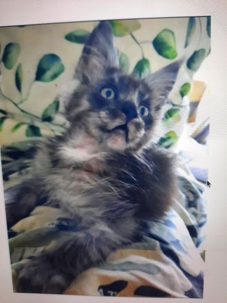 Reinrassige XXXL Maine Coon Kitten in Blue-Solide & Black-Smoke mit Stammbaum.