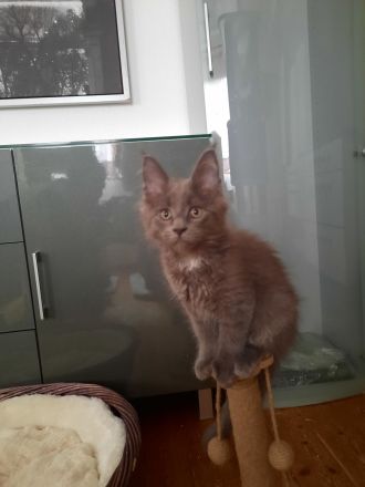 Reinrassige Maine Coon Kitten mit Stammbaum am 15.01.26 geboren, die Eltern-Cat sind XXL groß.