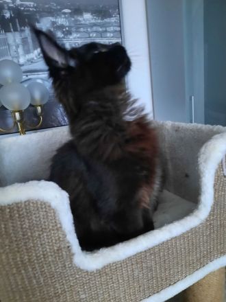 Reinrassige XXL Maine Coon mit Stammbaum stellen Ihr Kitten in Blue-Solide & Black-Smoke vor.