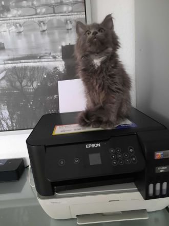 Reinrassige XXL Maine Coon mit Stammbaum stellen Ihr Kitten in Blue-Solide & Black-Smoke vor.