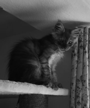 Reinrassige XXXL Maine Coon Kitten in Blue-Solide & Black-Smoke mit Stammbaum.