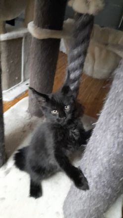 Reinrassige XXL Maine Coon mit Stammbaum stellen Ihr Kitten in Black-Smoke vor.