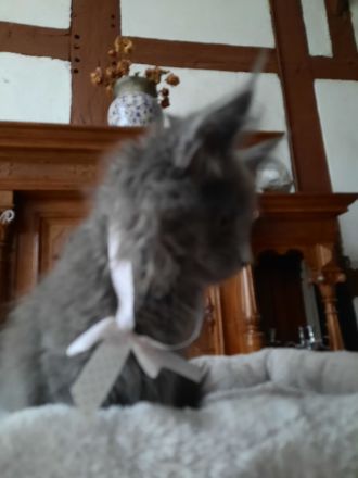 Reinrassige XXL Maine Coon mit Stammbaum stellen Ihr Kitten in Blue-Solide & Black-Smoke vor.