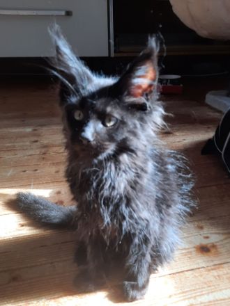 Reinrassige XXL Maine Coon mit Stammbaum stellen Ihr Kitten in Blue-Solide & Black-Smoke vor.