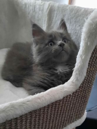 Reinrassige Maine Coon Kitten mit Stammbaum am 15.01.26 geboren, die Eltern-Cat sind XXL groß.