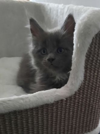 Reinrassige Maine Coon Kitten mit Stammbaum am 15.01.26 geboren, die Eltern-Cat sind XXL groß.