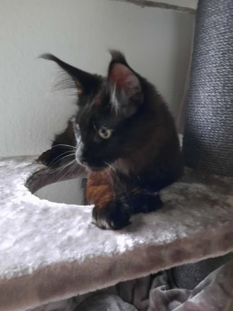 Reinrassige XXL Maine Coon mit Stammbaum stellen Ihr Kitten in Blue-Solide & Black-Smoke vor.